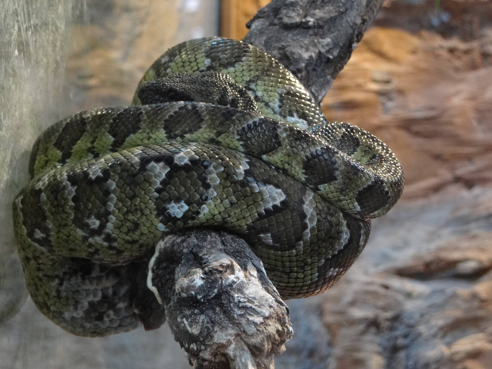 Madagascar tree boa (Sanzinia madagascariensis)