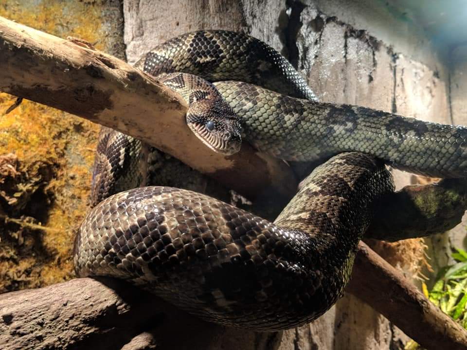 Madagascar tree boa (Sanzinia madagascariensis)