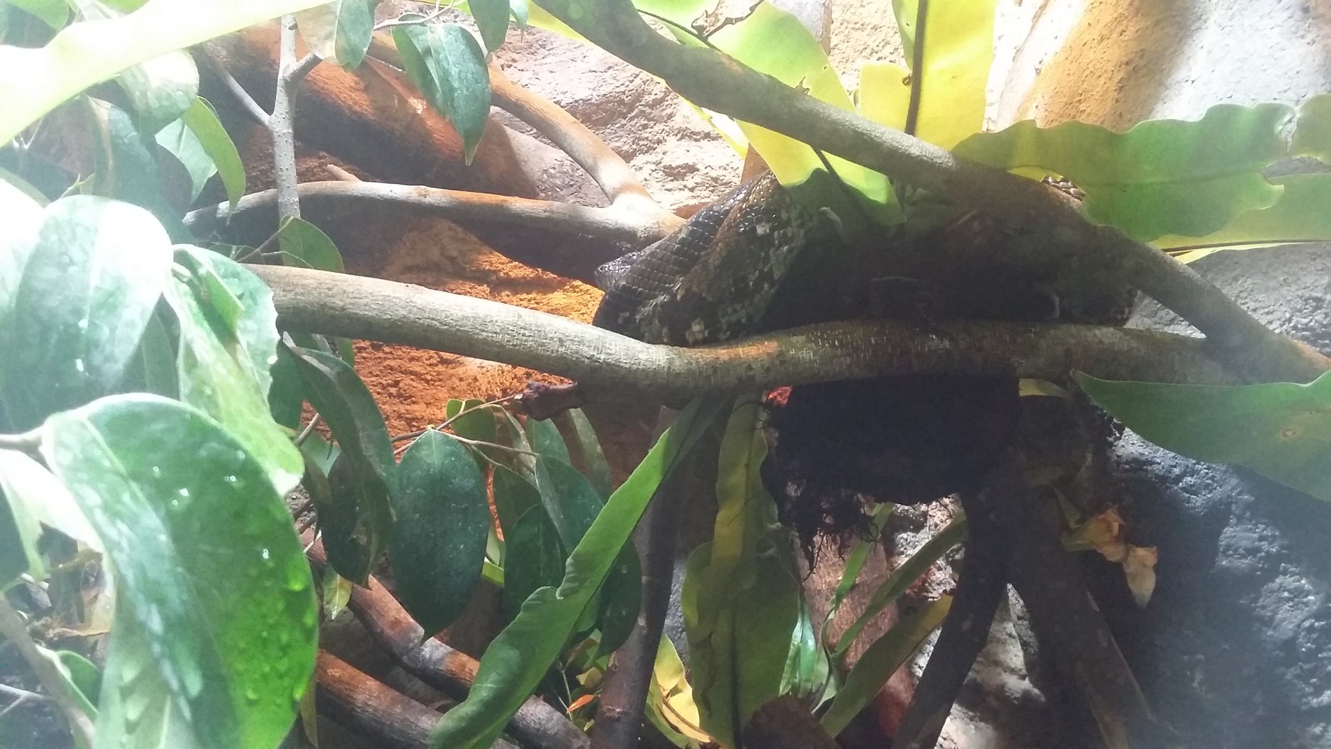 Madagascar tree boa (Sanzinia madagascariensis)