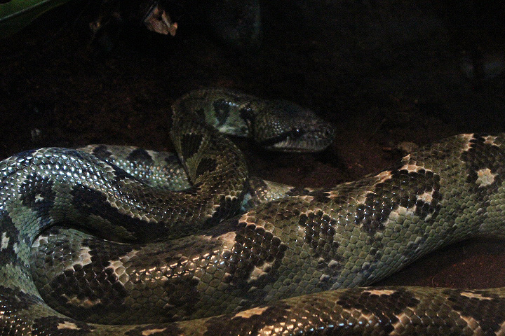 Madagascar tree boa (Sanzinia madagascariensis)