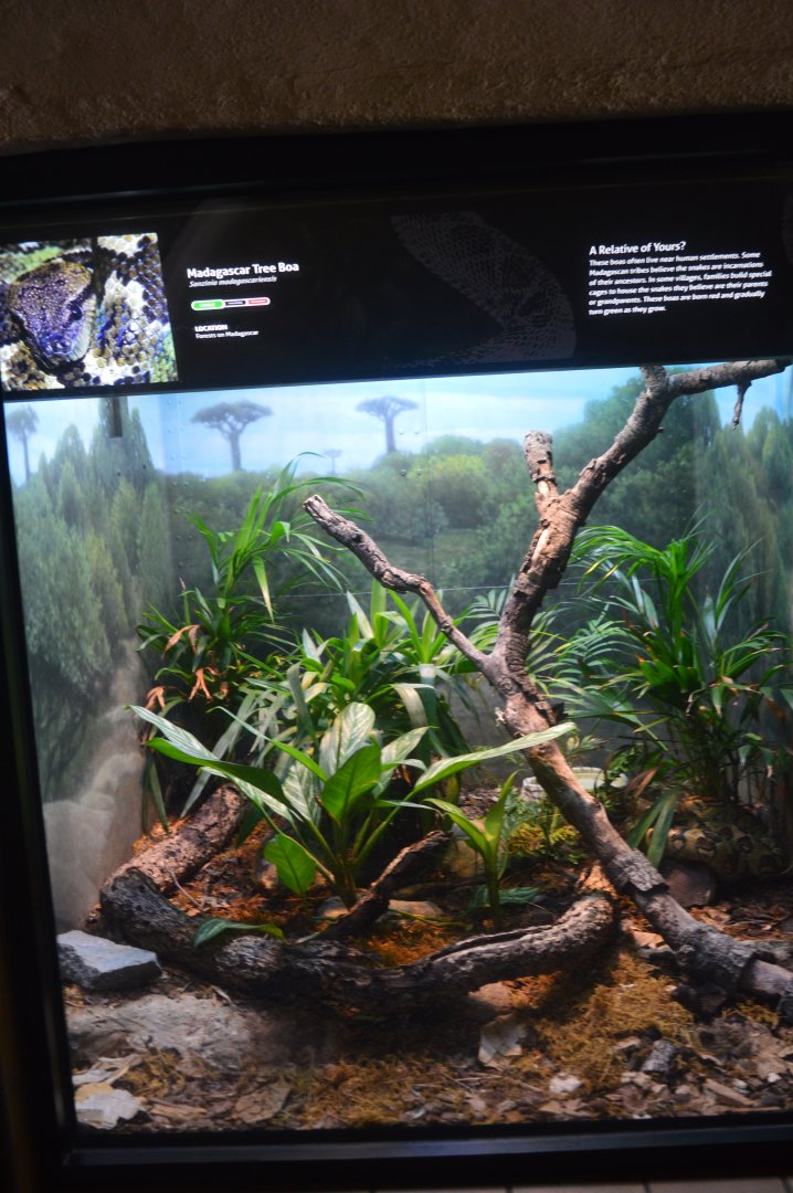 Madagascar Tree-Boa Terrarium