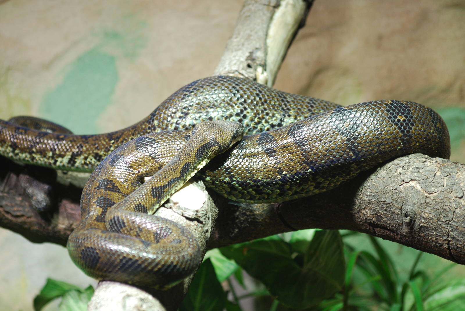Madagascar tree boa