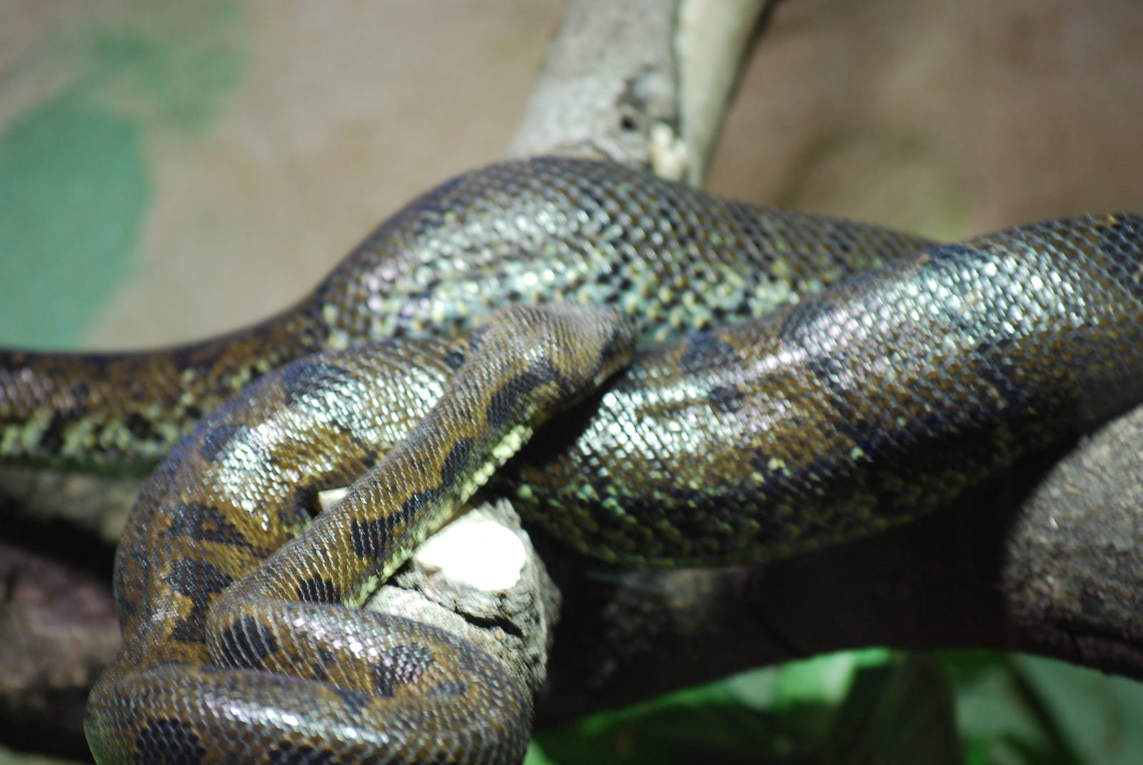 Madagascar tree boa