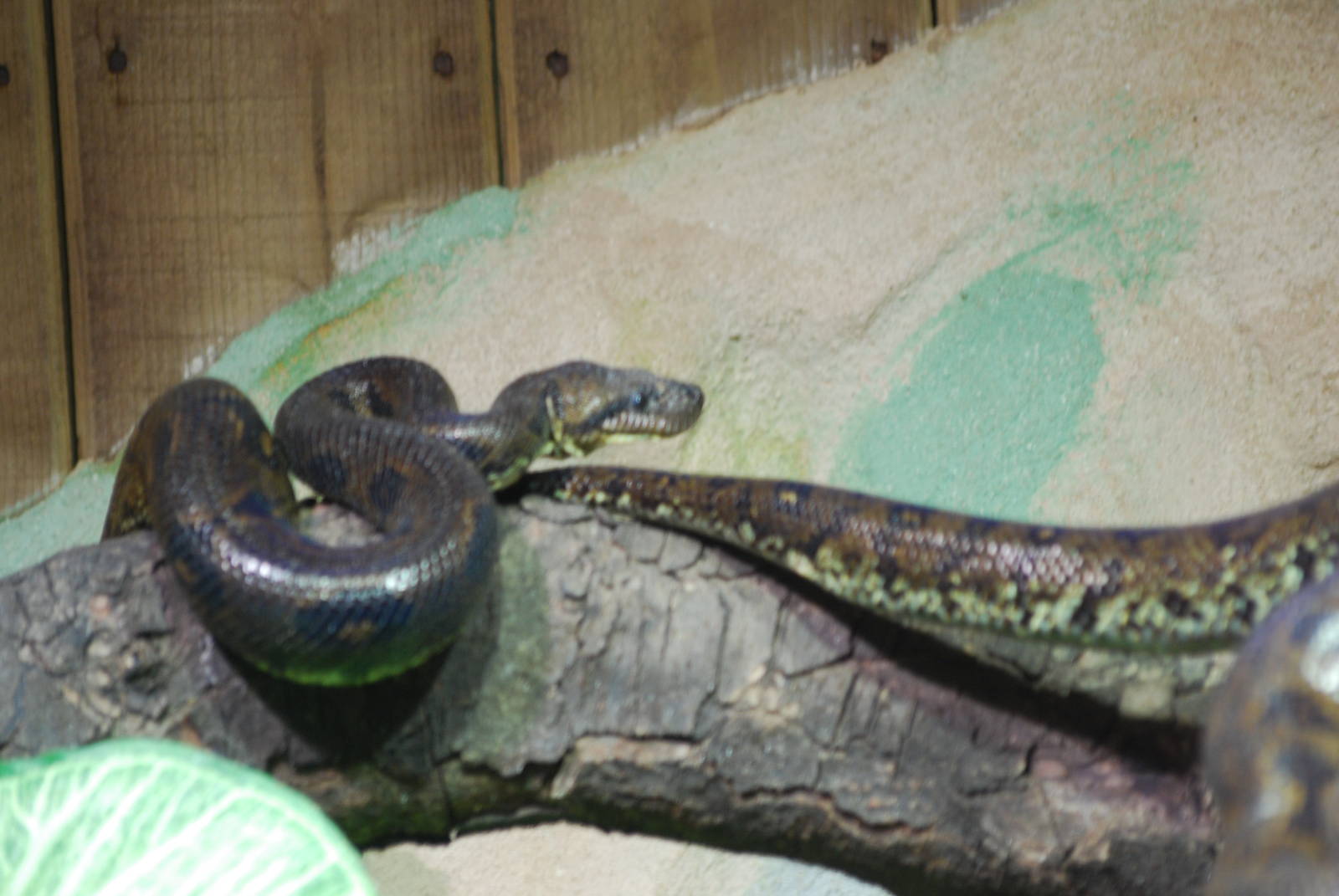 Madagascar tree boa