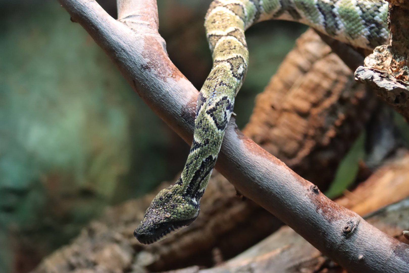 Madagascar Tree Boa
