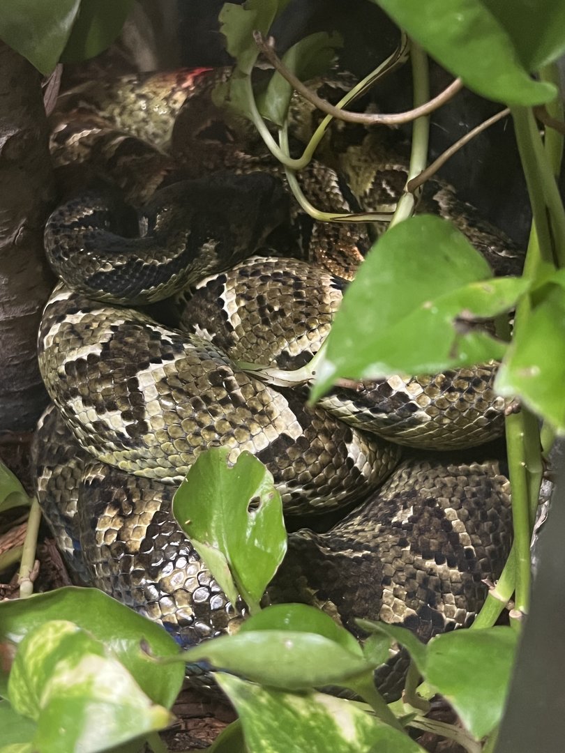 Madagascar Tree Boas(two curled up together)