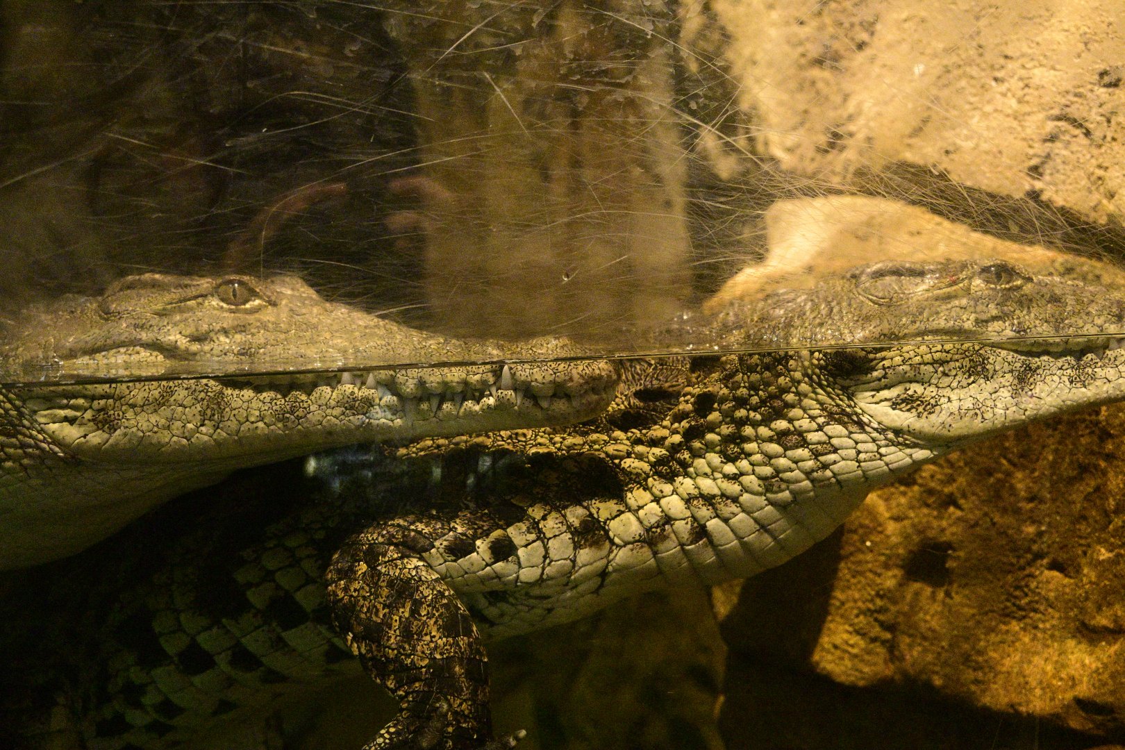 Madagascar! - Tsingy Caves/Nile Crocodile (Crocodylus niloticus)