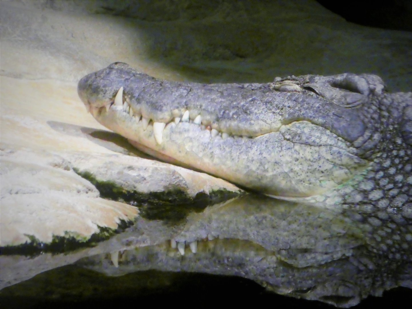 Madagascar! - Tsingy Caves - Nile Crocodile