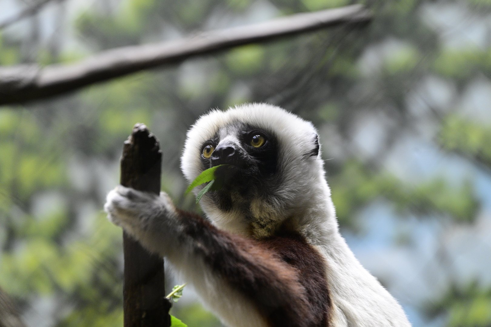 Madagascar! - Tsingy Cliffs/Coquerel's Sifaka (Propithecus coquereli)