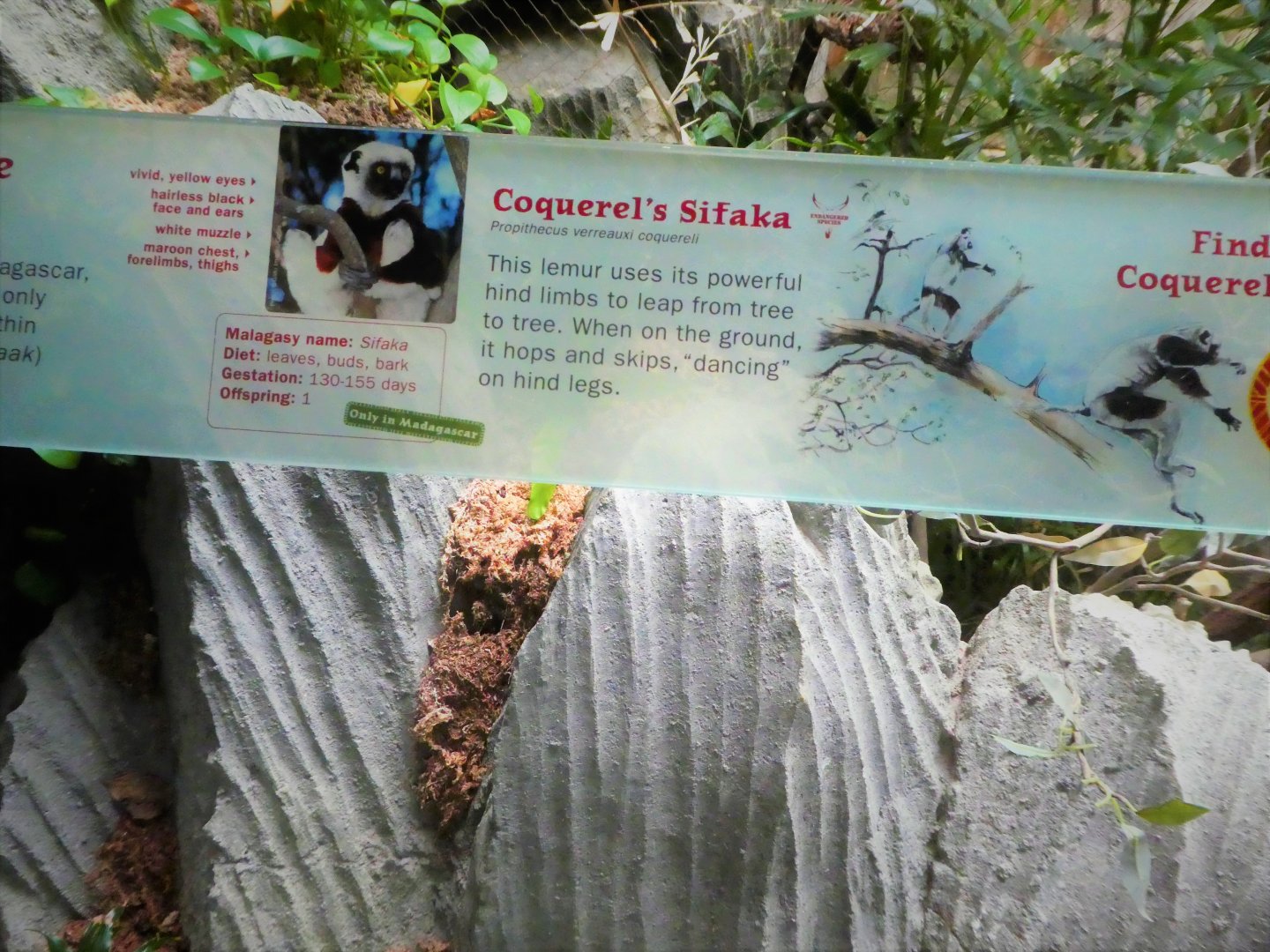 Madagascar! - Tsingy Cliffs - Coquerel's Sifaka Signage