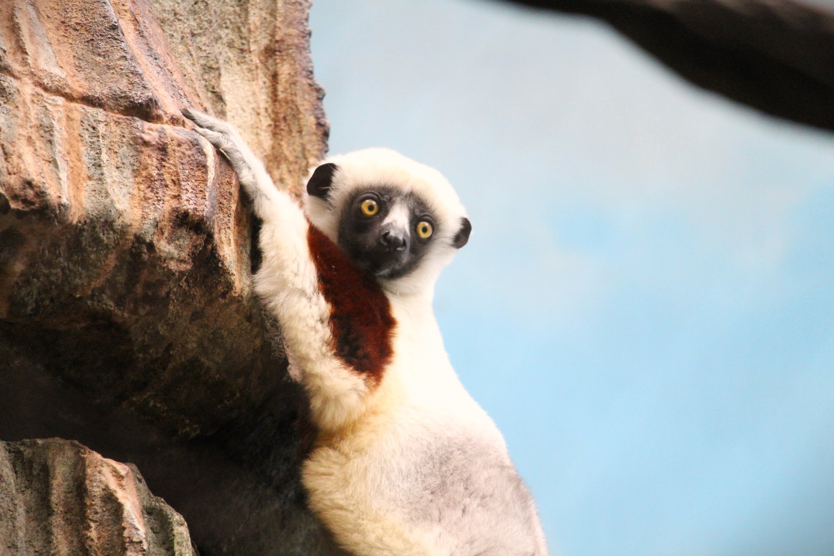 Madagascar! - Tsingy Cliffs - Coquerel's Sifaka