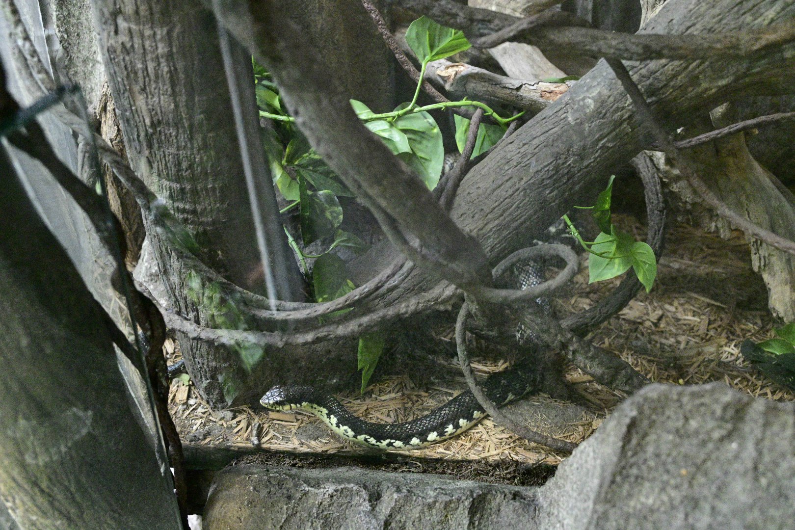 Madagascar! - Tsingy Cliffs/Giant Madagascan Hognose Snake (Leioheterodon madagascariensis)
