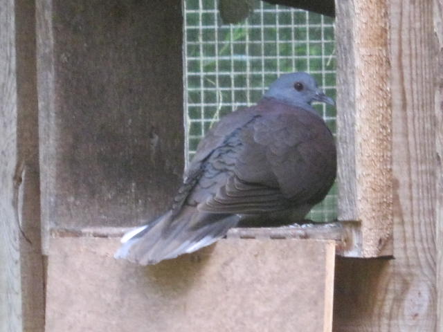 Madagascar Turtle Dove 2017