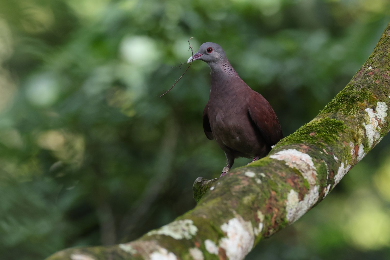 Madagascar Turtle-dove (Nesoenas picturatus) - Heart of Africa