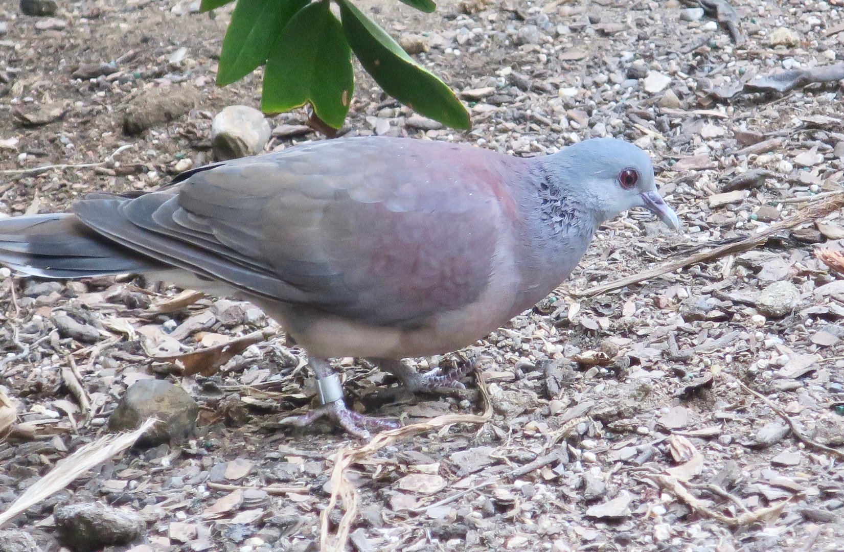 Madagascar Turtle Dove (Nesoenas picturatus)