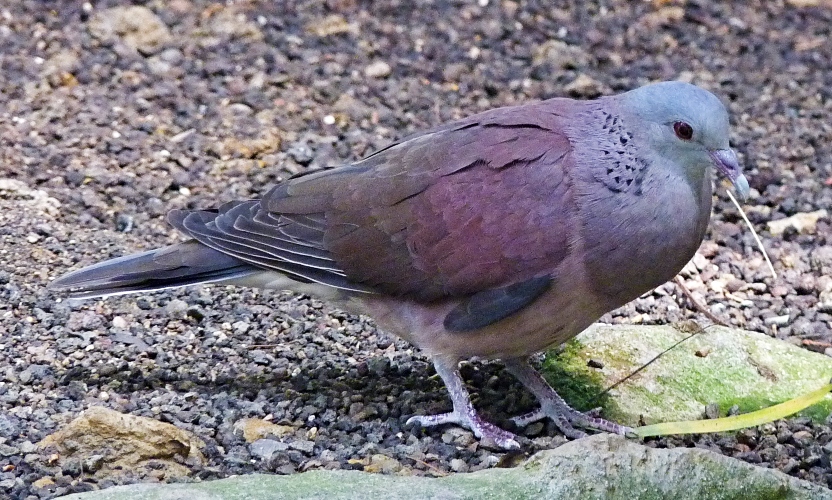 Madagascar turtle dove (Streptopelia picturata)