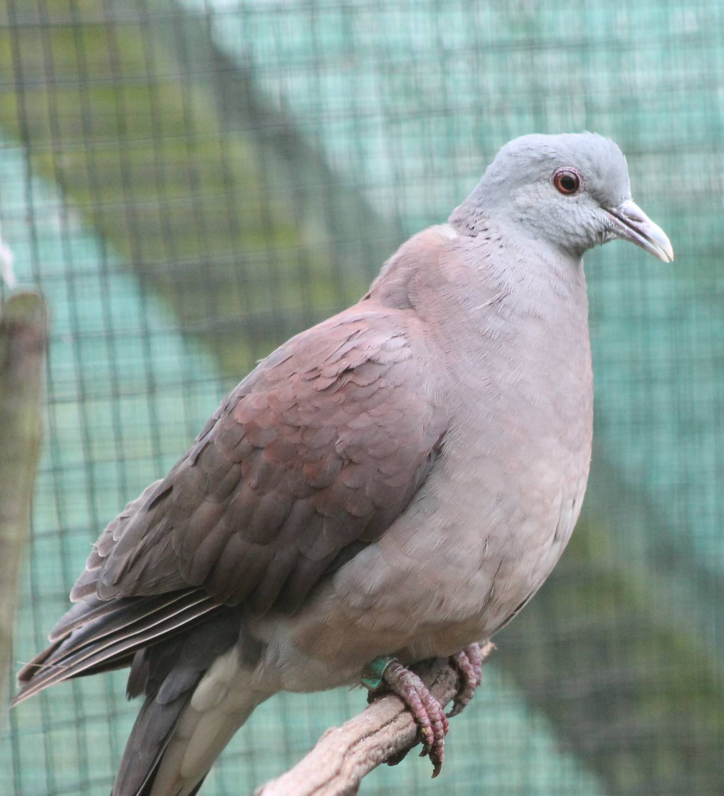 Madagascar turtle dove