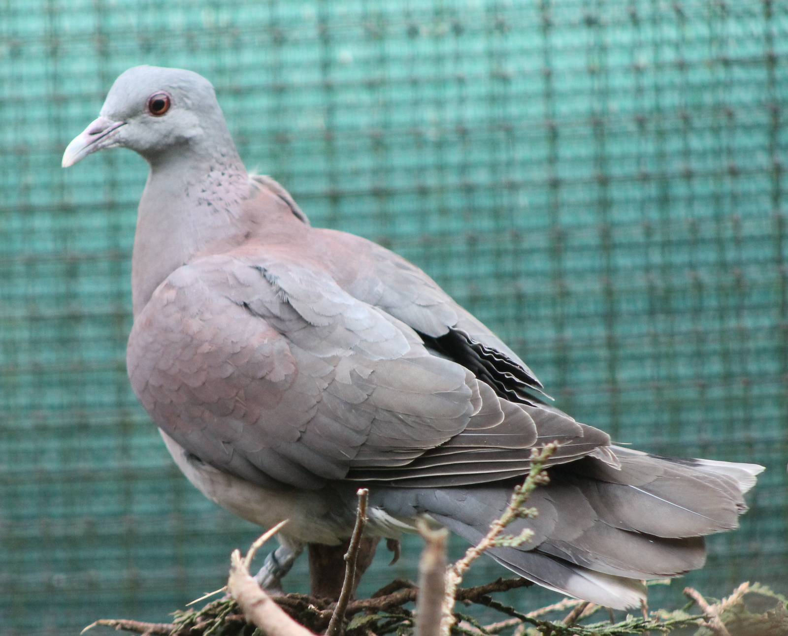 Madagascar turtle dove