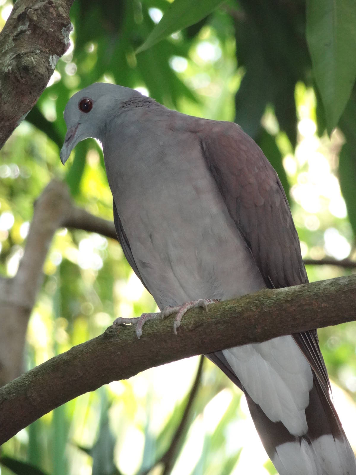 Madagascar Turtle Dove