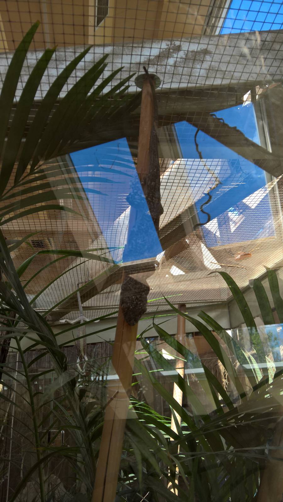 Madagascar velvet gecko