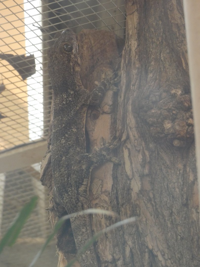 Madagascar velvet gecko