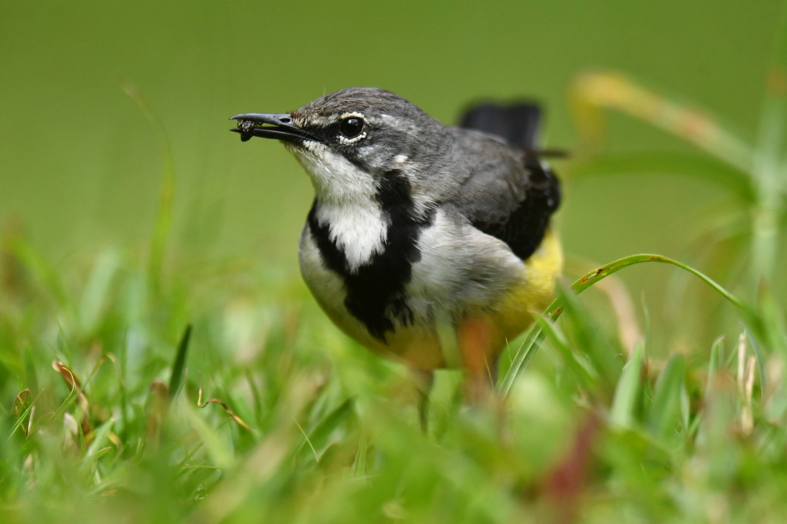 Madagascar Wagtail Motacilla flaviventris