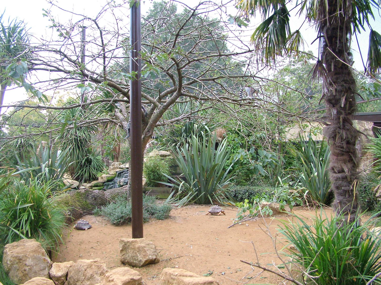 Madagascar walk-through at Cotswold WP 19/09/09