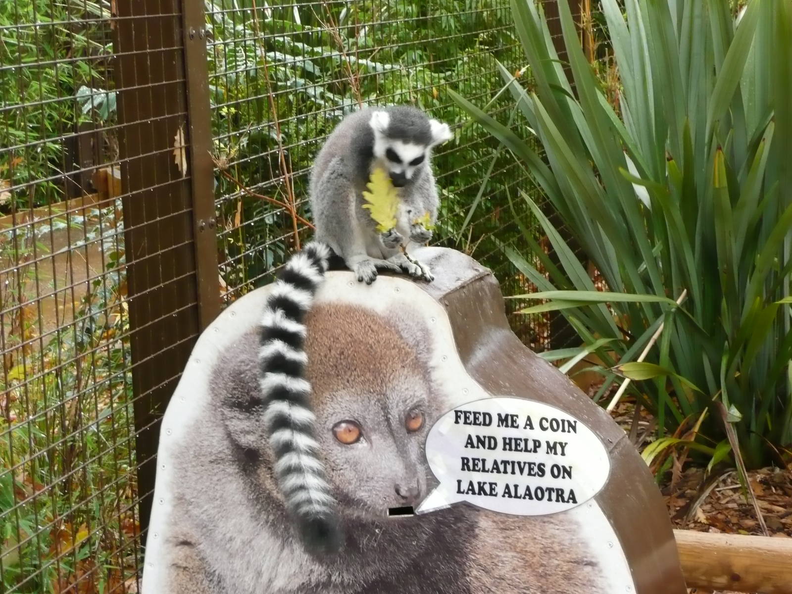 Madagascar  walk-through