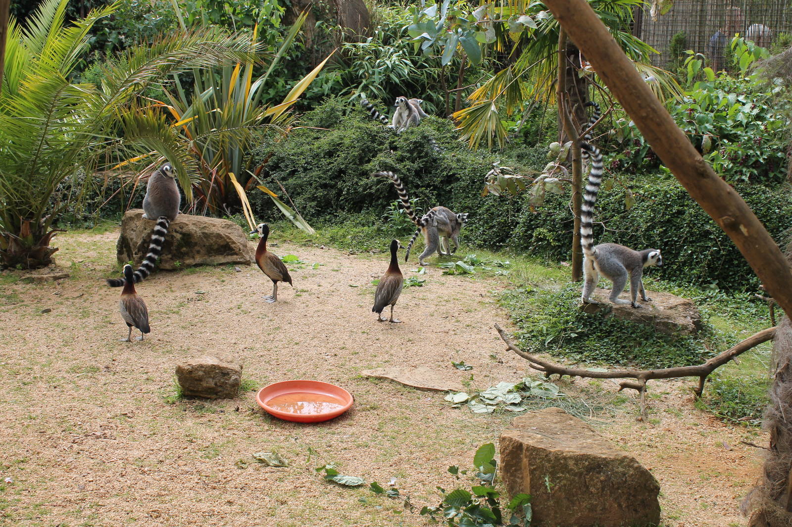 Madagascar Walkthrough