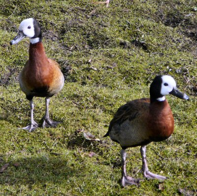madagascar whistling duck