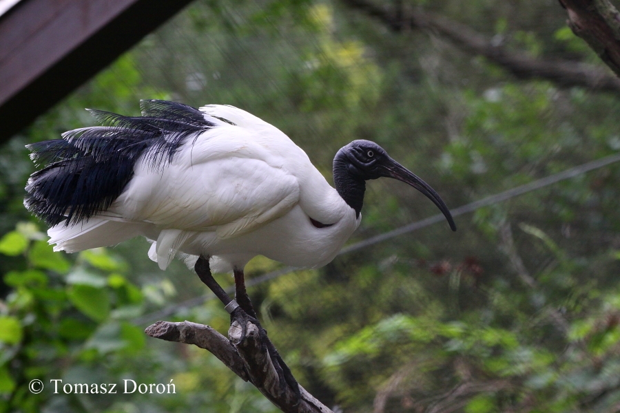 Madagascar White Ibis (Threskiornis bernieri) - adult bird