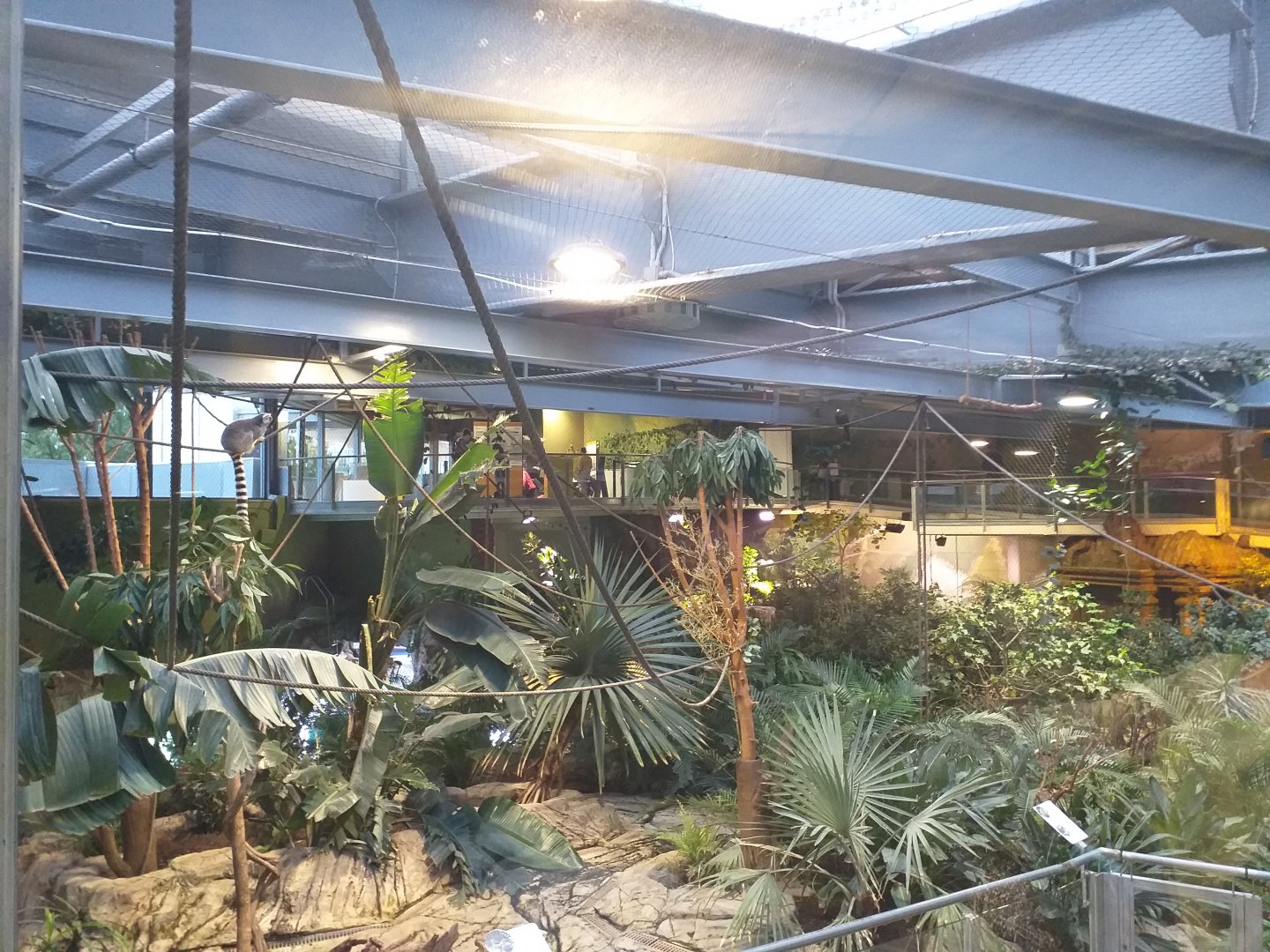 Madagascar zone (Ring-tailed lemur, White-cheeked turaco and Violet turaco) -BioDomo (2019)