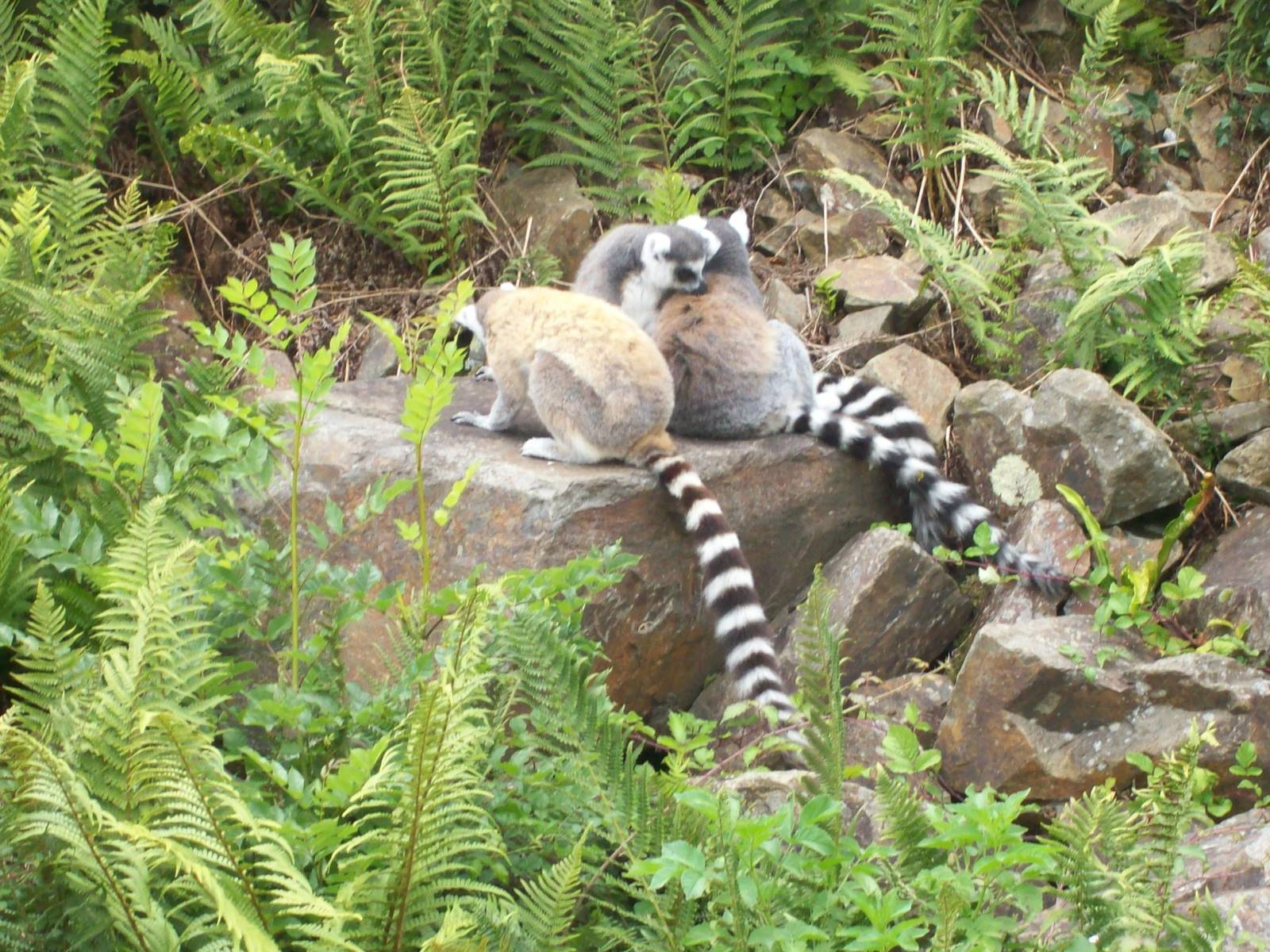 madagascar