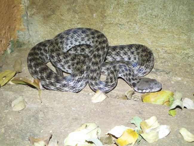 Madagascarophis colubrinus