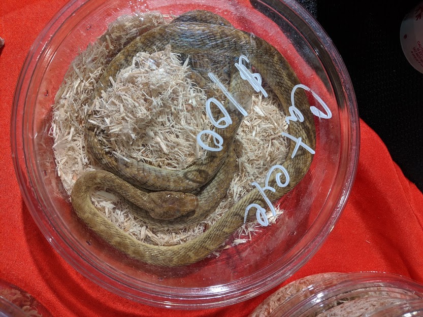 Madagascarophis species?