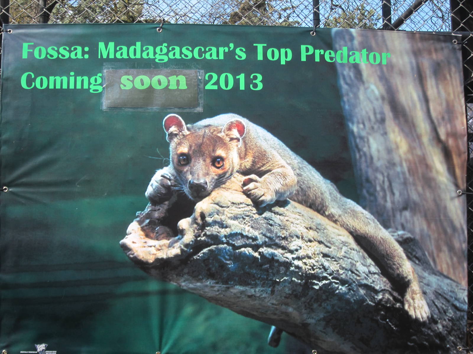 Madagascars Top Predator: Coming Soon!