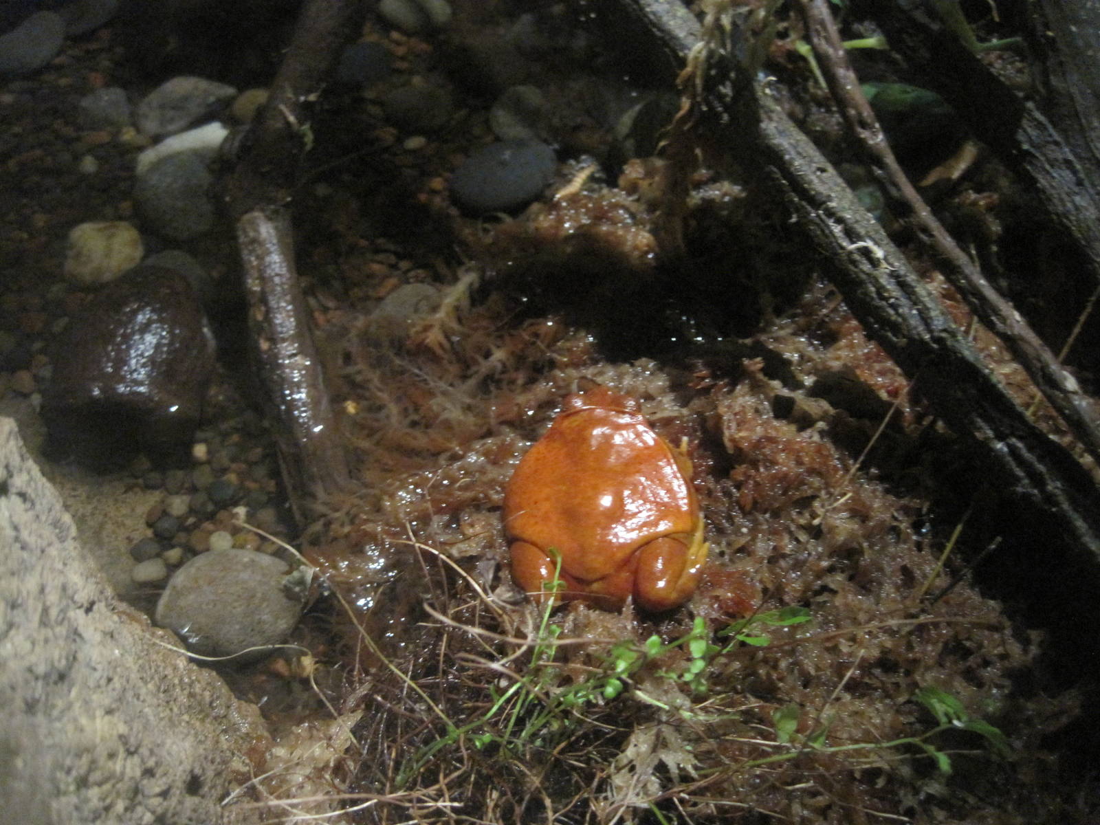 Madagsacar!- Tomato Frog