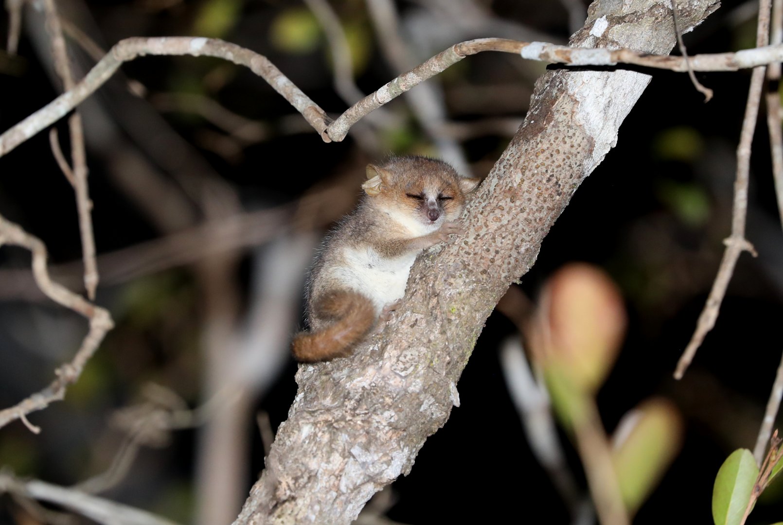 Madame Berthe's mouse lemur (Microcebus berthae)