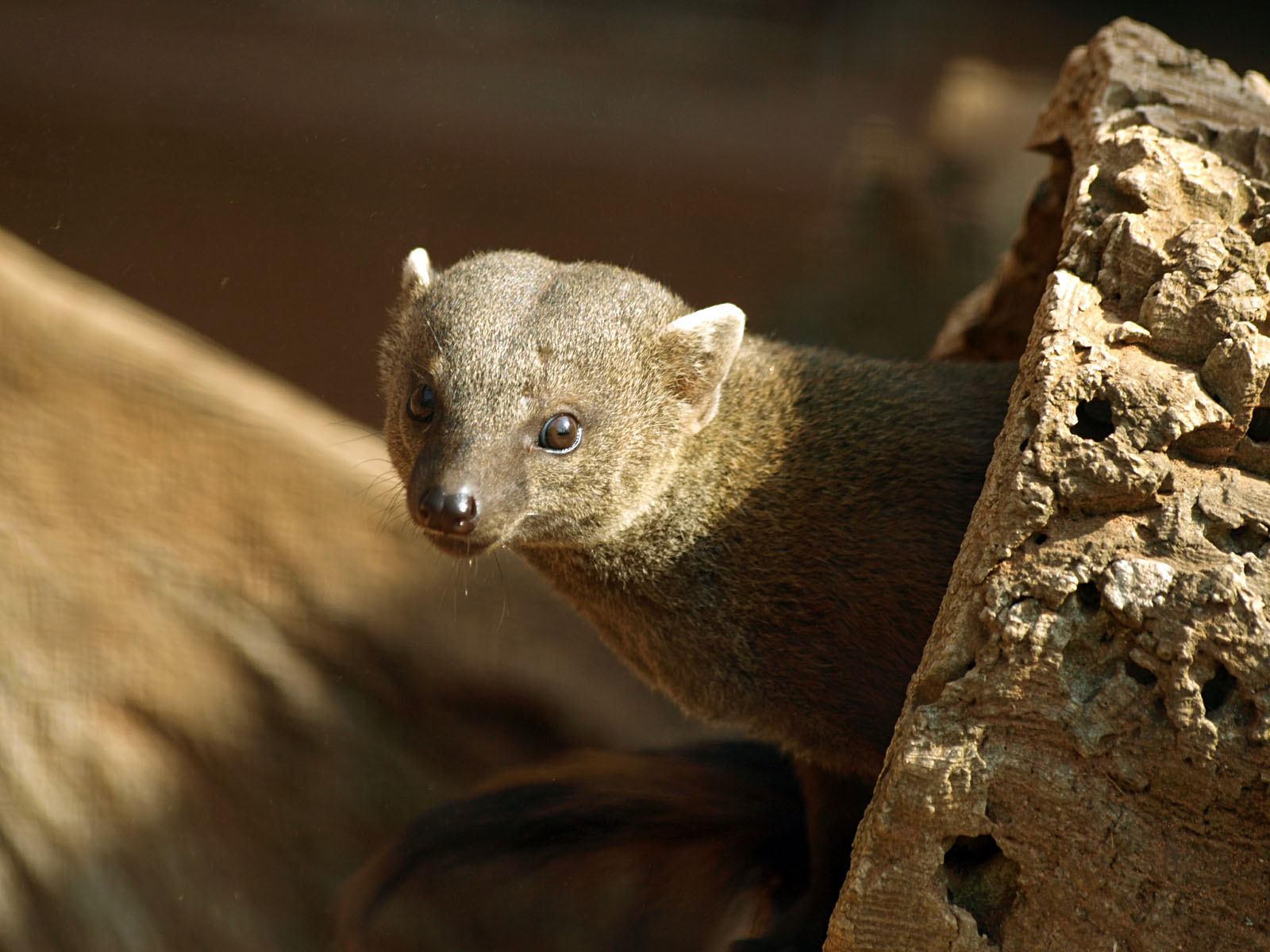 Madascar Ring-tailed mongoose