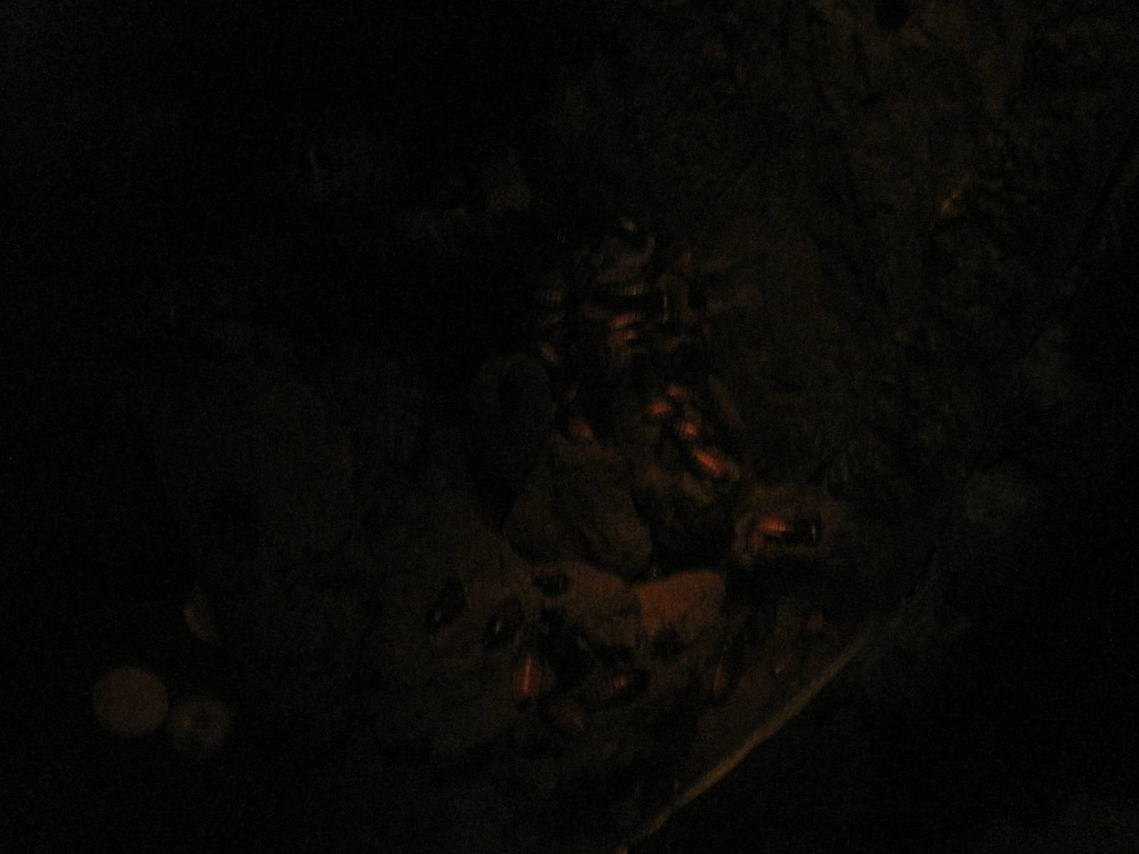 Madasgascar!- Madagascan Hissing Cockroaches