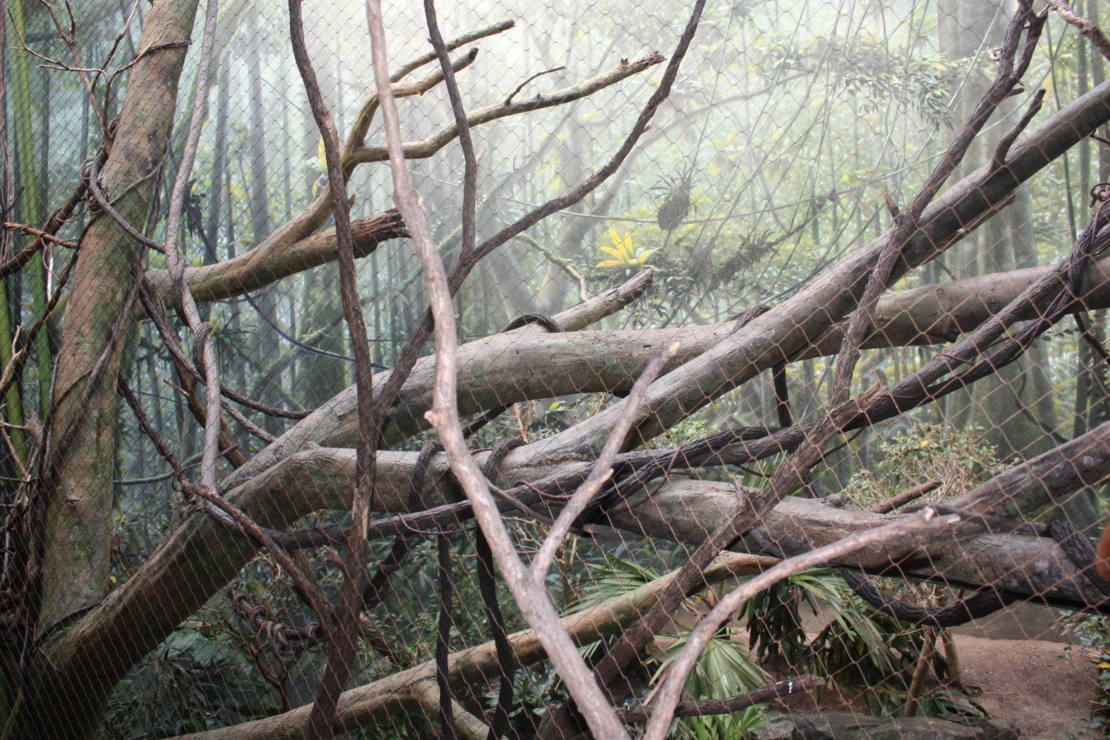 Madasgascar!- Red-Ruffed Lemur Exhibit