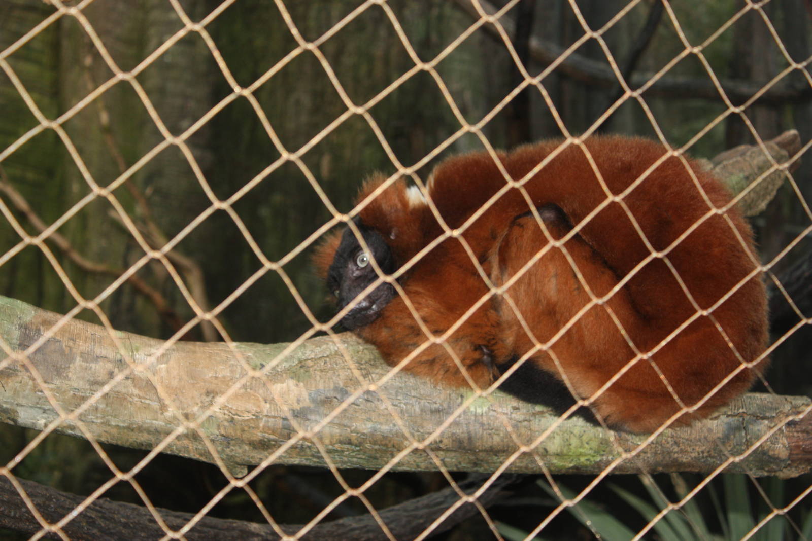 Madasgascar!- Red-Ruffed Lemur