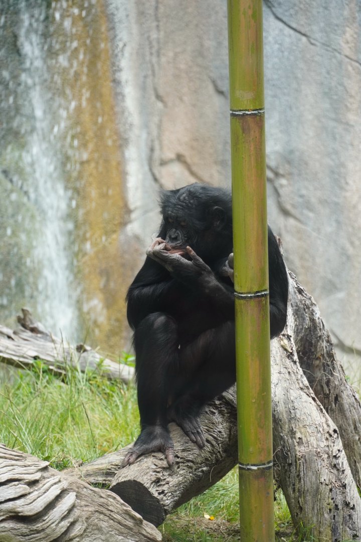 Maddie Bonobo