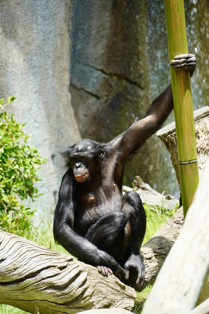 Maddie Bonobo