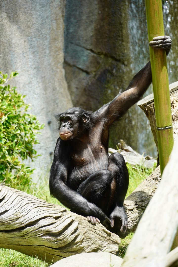 Maddie Bonobo