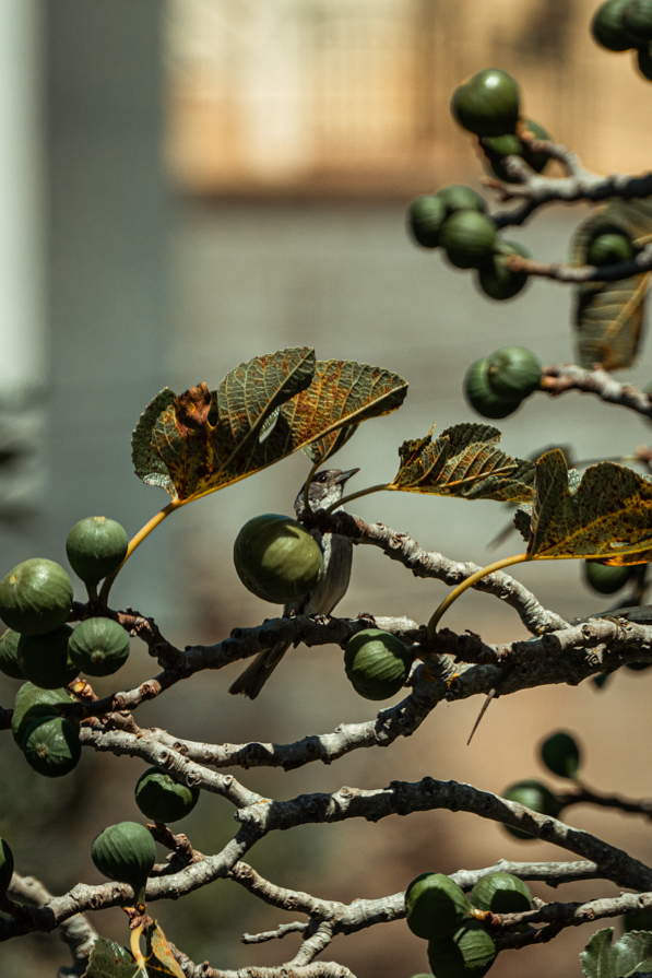 Madeira blackcap (Sylvia atricapilla ssp. heineken) in a fig tree - Madeira