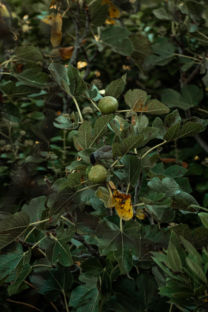 Madeira blackcap (Sylvia atricapilla ssp. heineken) in a fig tree - Madeira