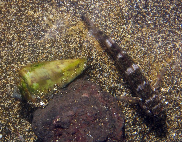 Madeira Goby (Mauligobius maderensis) and Conus guanche