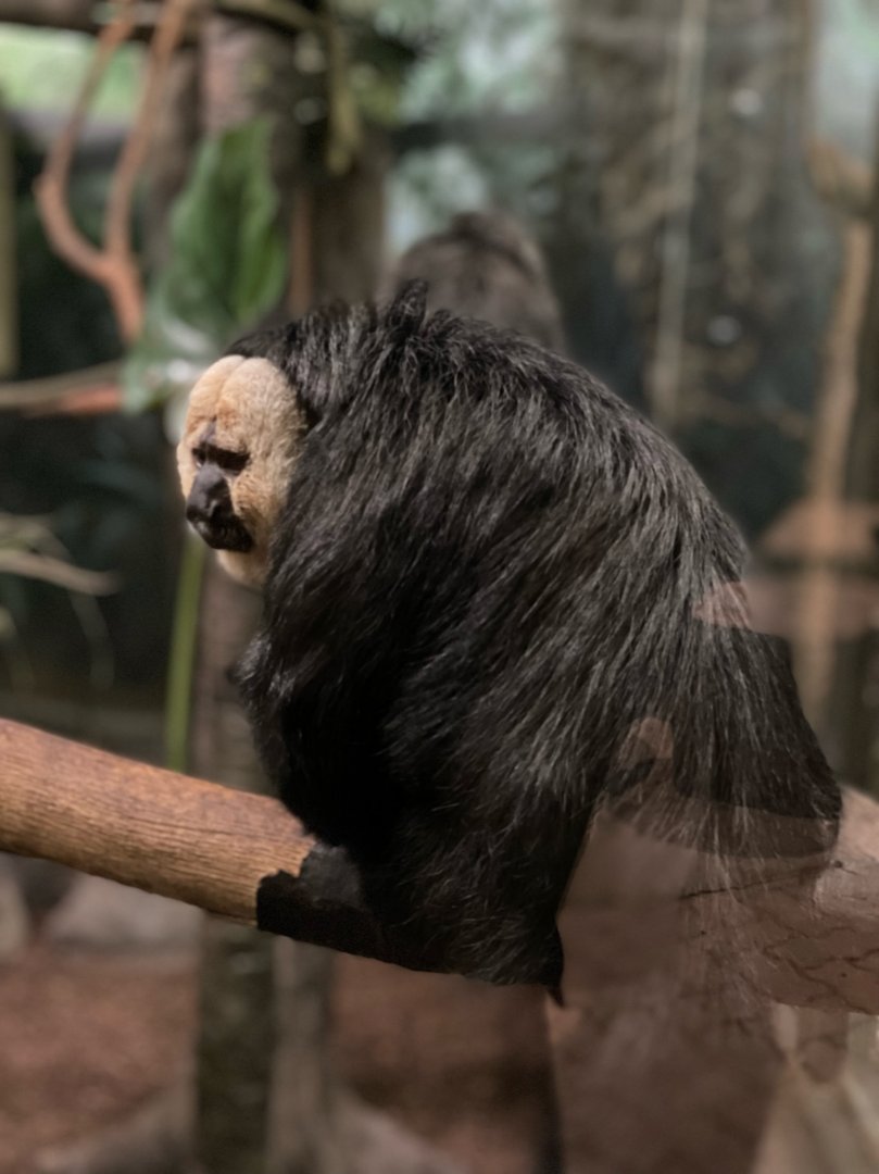Madeira, Male, White Faced Saki Monkey