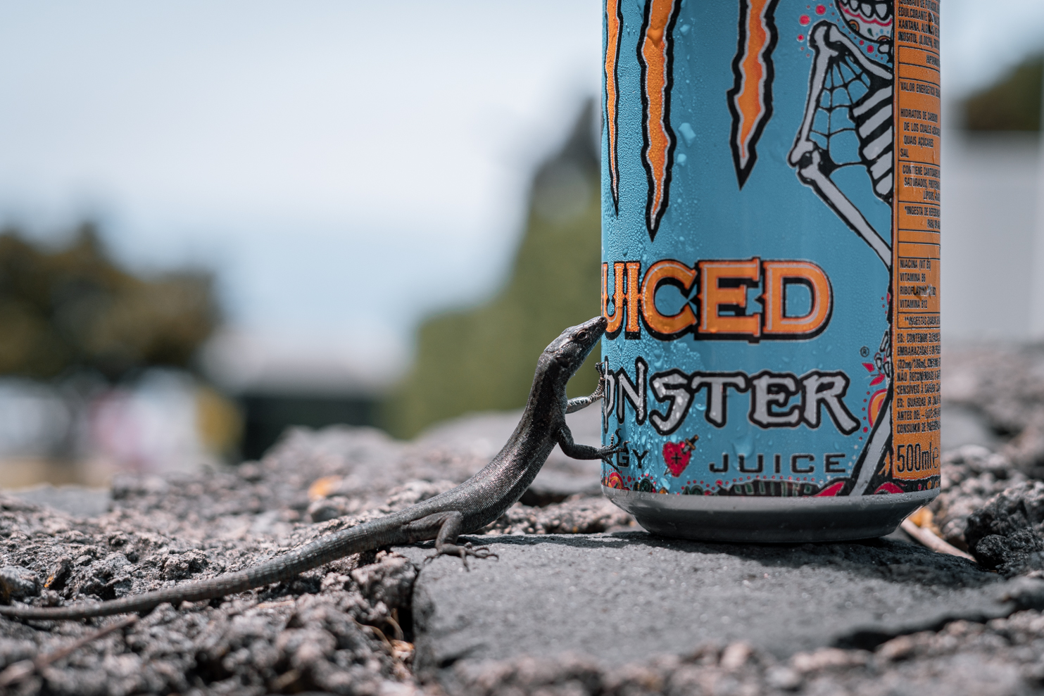 Madeiran wall lizard (Teira dugesii) enyoing some condensation water - Madeira